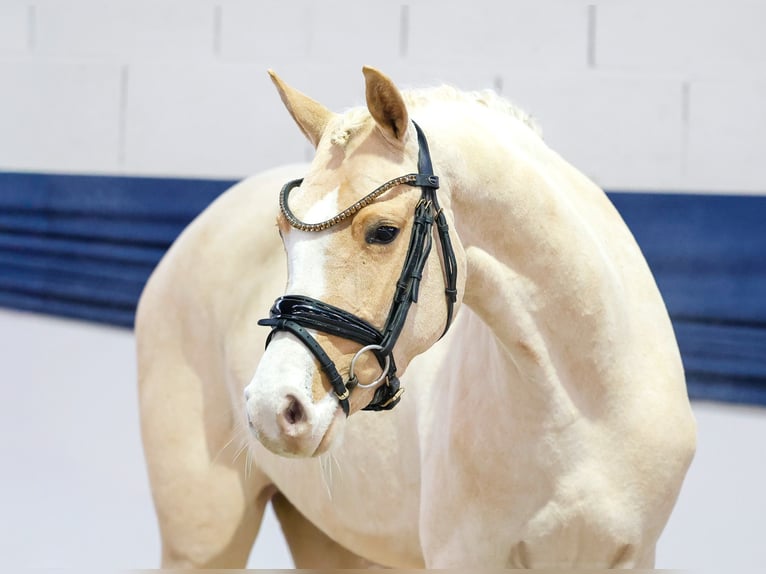 German Riding Pony Mare 3 years 14,1 hh Palomino in Marsberg