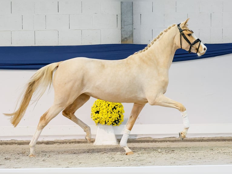 German Riding Pony Mare 3 years 14,1 hh Palomino in Marsberg