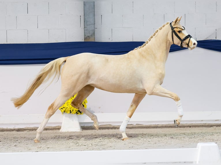 German Riding Pony Mare 3 years 14,1 hh Palomino in Marsberg
