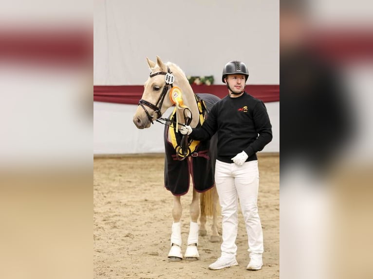 German Riding Pony Mare 3 years 14,1 hh Palomino in Salach