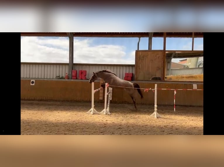 German Riding Pony Mare 3 years 14,1 hh Roan-Red in Stadland