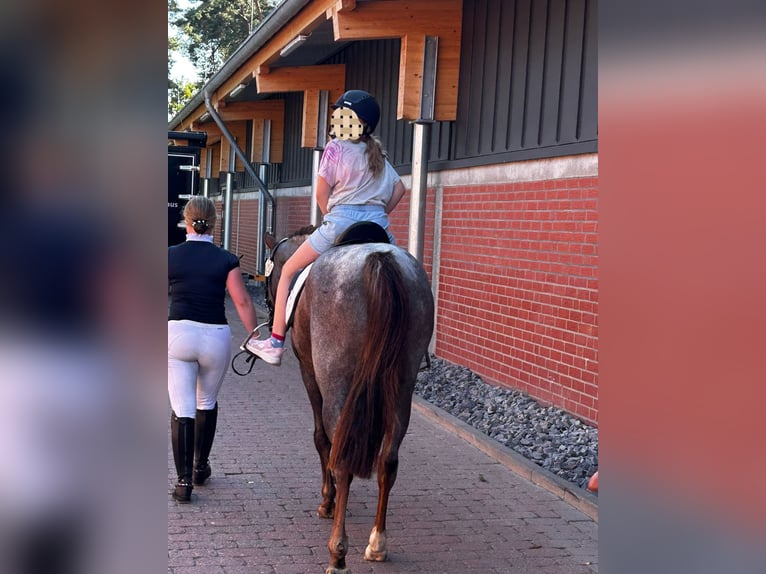 German Riding Pony Mare 3 years 14,1 hh Roan-Red in Stadland