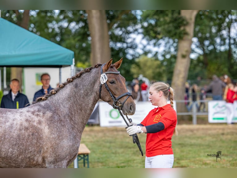 German Riding Pony Mare 3 years 14,1 hh Roan-Red in Stadland