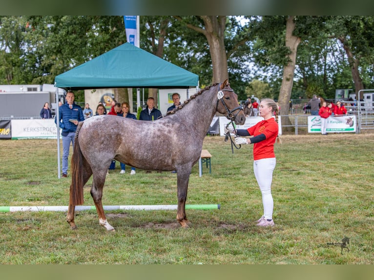 German Riding Pony Mare 3 years 14,1 hh Roan-Red in Stadland