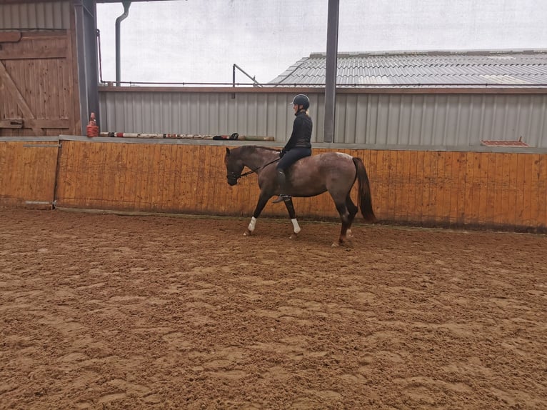 German Riding Pony Mare 3 years 14,1 hh Roan-Red in Stadland