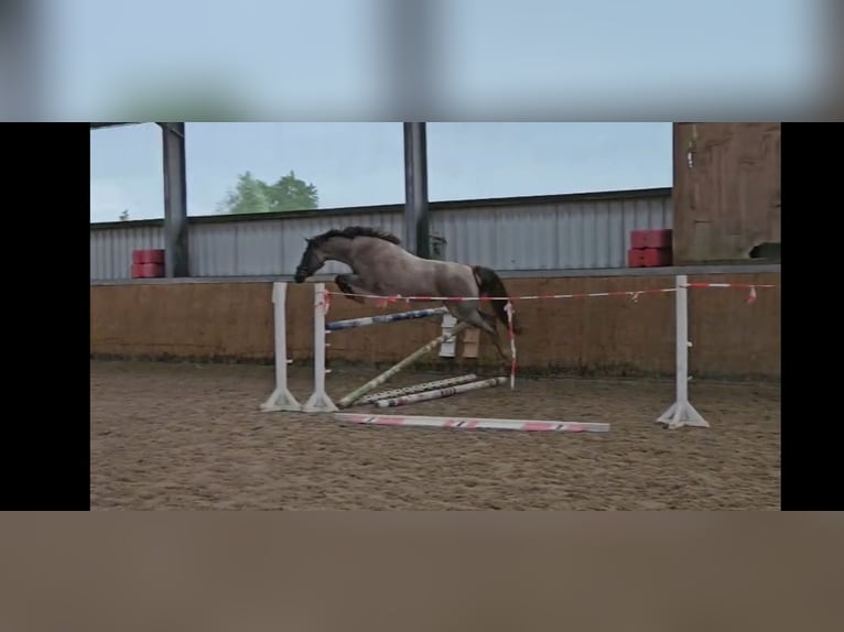 German Riding Pony Mare 3 years 14,1 hh Roan-Red in Stadland