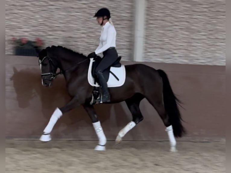 German Riding Pony Mare 3 years 14,2 hh Black in Wehringen