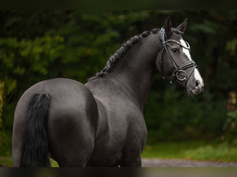 German Riding Pony Mare 3 years 14,2 hh Black in Wehringen