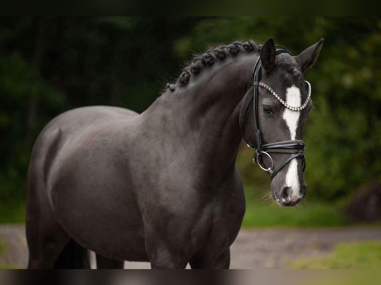 German Riding Pony Mare 3 years 14,2 hh Black in Wehringen