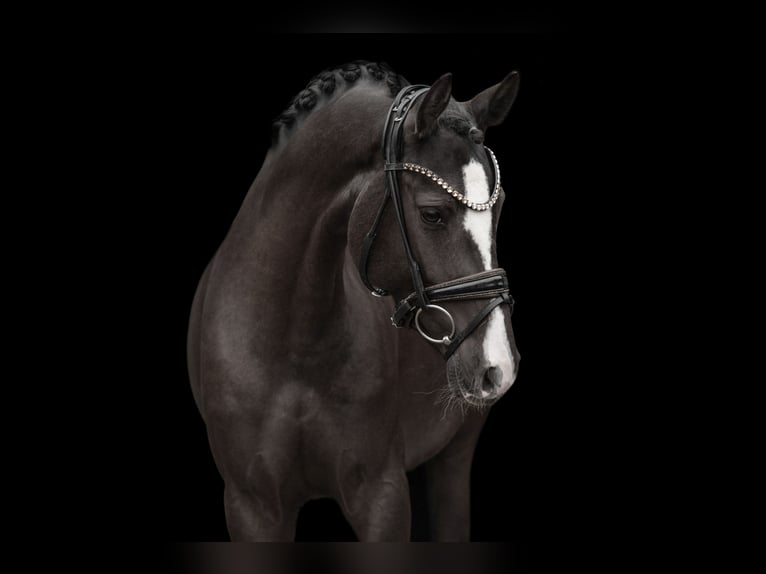 German Riding Pony Mare 3 years 14,2 hh Black in Wehringen