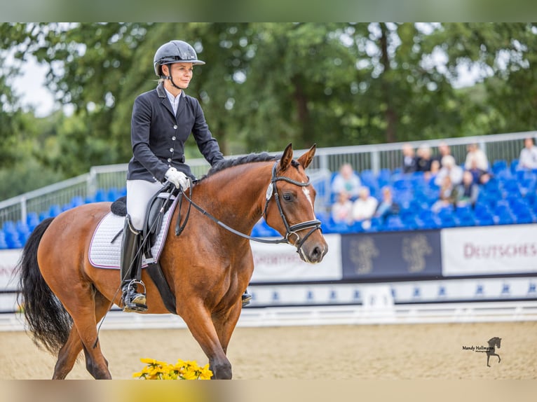 German Riding Pony Mare 3 years 14,2 hh Brown in Handewitt
