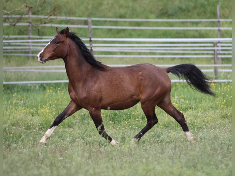 German Riding Pony Mix Mare 3 years 14,2 hh Brown in Waldshut-Tiengen