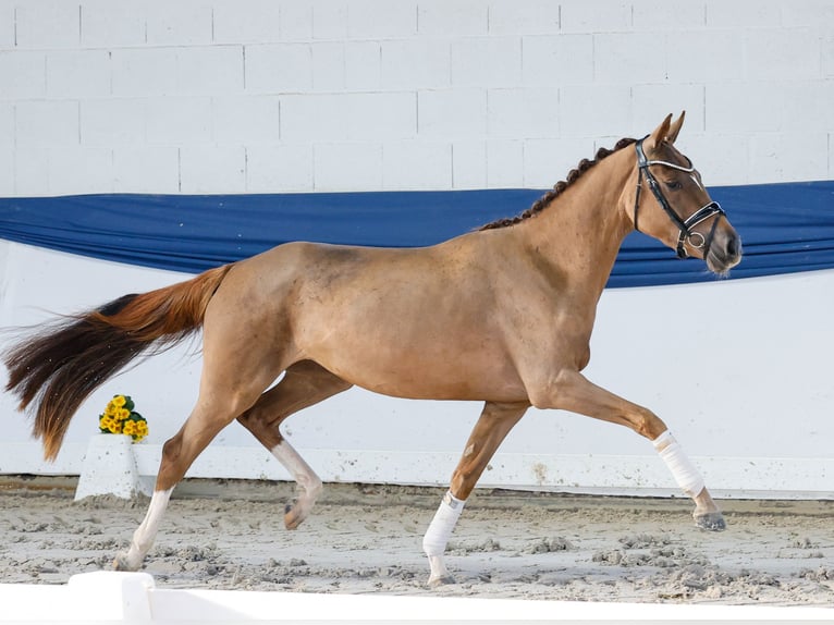 German Riding Pony Mare 3 years 14,2 hh Chestnut in Marsberg