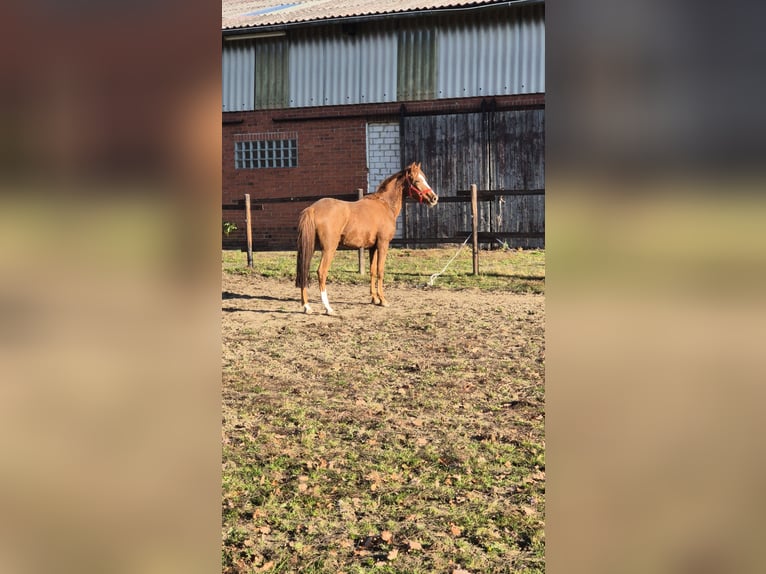 German Riding Pony Mare 3 years 14,2 hh Chestnut in Vienenburg