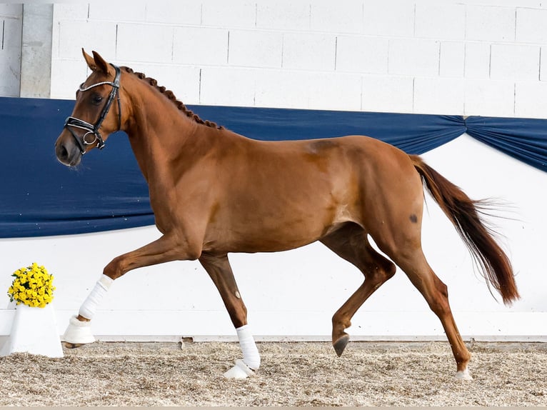 German Riding Pony Mare 3 years 14,2 hh Chestnut-Red in Marsberg