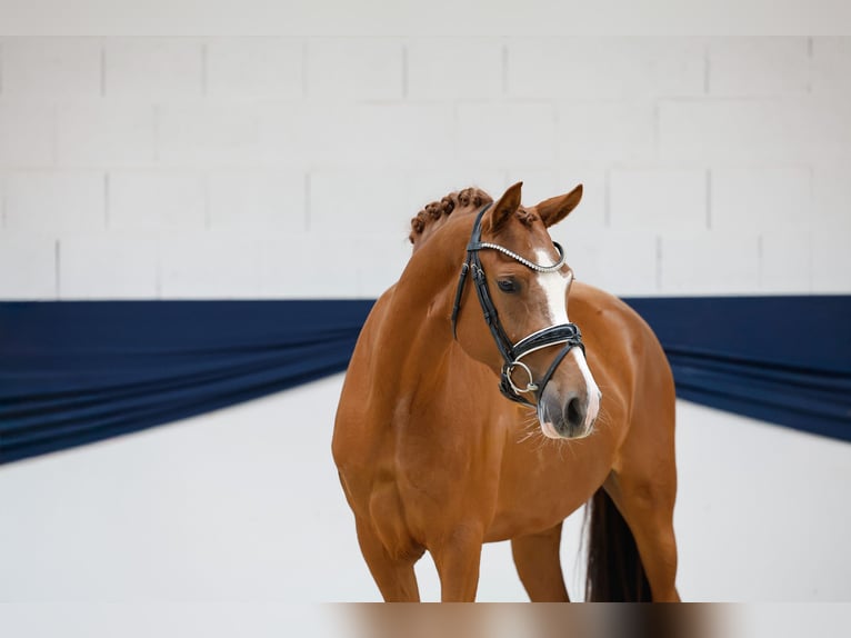 German Riding Pony Mare 3 years 14,2 hh Chestnut-Red in Marsberg
