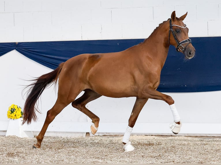 German Riding Pony Mare 3 years 14,2 hh Chestnut-Red in Marsberg