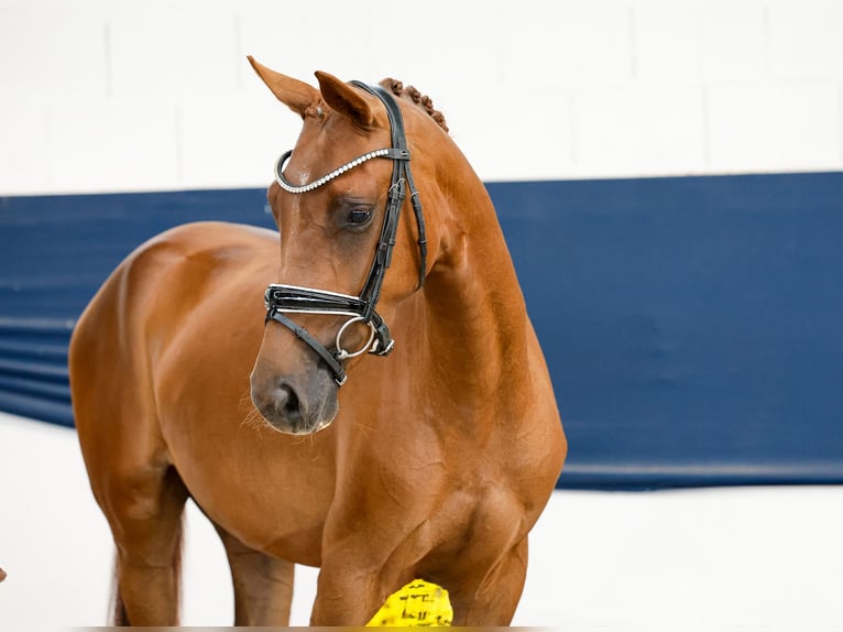 German Riding Pony Mare 3 years 14,2 hh Chestnut-Red in Marsberg
