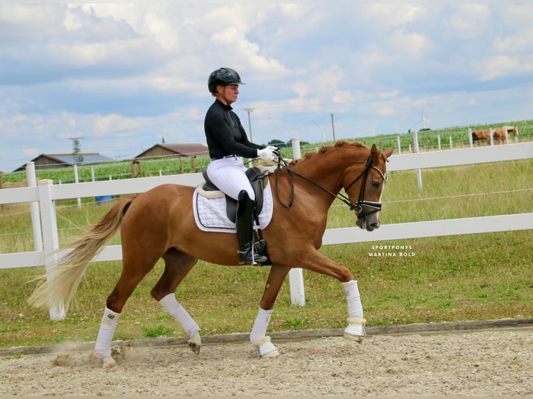 German Riding Pony Mare 3 years 14,2 hh Chestnut-Red in Recke, bei Osnabr&#xFC;ck