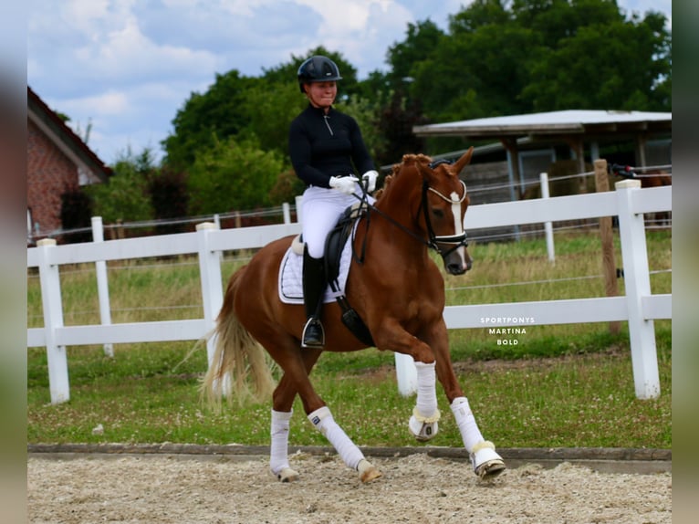 German Riding Pony Mare 3 years 14,2 hh Chestnut-Red in Recke, bei Osnabr&#xFC;ck