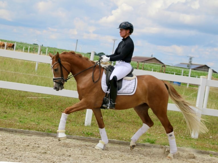 German Riding Pony Mare 3 years 14,2 hh Chestnut-Red in Recke, bei Osnabr&#xFC;ck