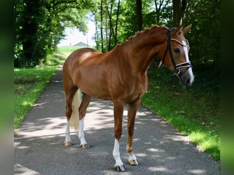 German Riding Pony Mare 3 years 14,2 hh Chestnut-Red in Recke, bei Osnabr&#xFC;ck