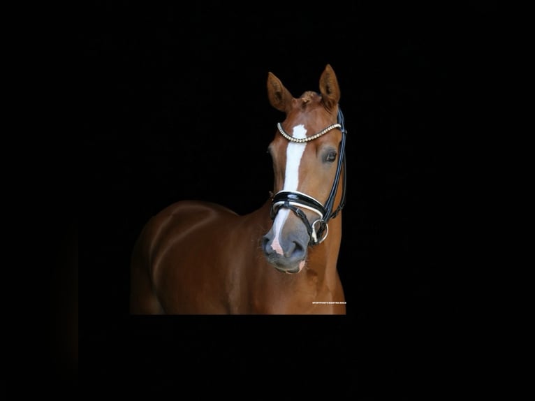 German Riding Pony Mare 3 years 14,2 hh Chestnut-Red in Recke, bei Osnabr&#xFC;ck