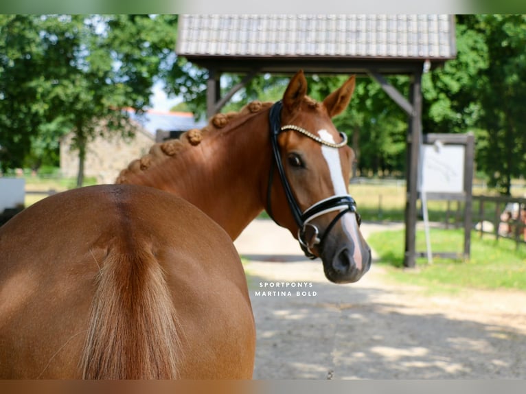 German Riding Pony Mare 3 years 14,2 hh Chestnut-Red in Recke, bei Osnabr&#xFC;ck