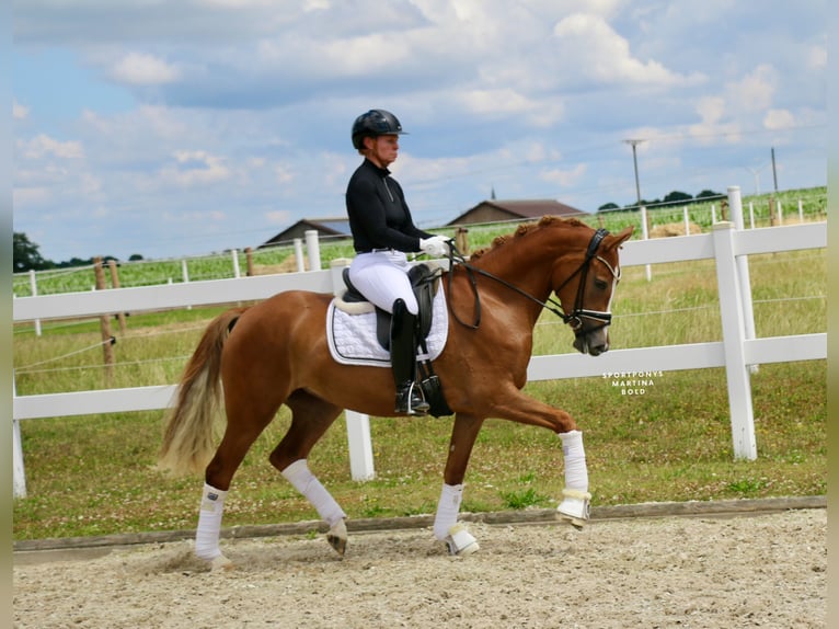 German Riding Pony Mare 3 years 14,2 hh Chestnut-Red in Recke, bei Osnabr&#xFC;ck