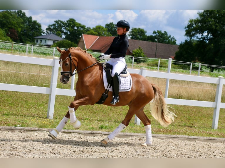 German Riding Pony Mare 3 years 14,2 hh Chestnut-Red in Recke, bei Osnabr&#xFC;ck