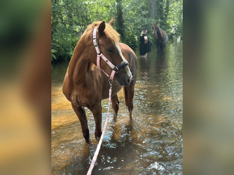 German Riding Pony Mare 3 years 14,2 hh Chestnut-Red in Hanstedt