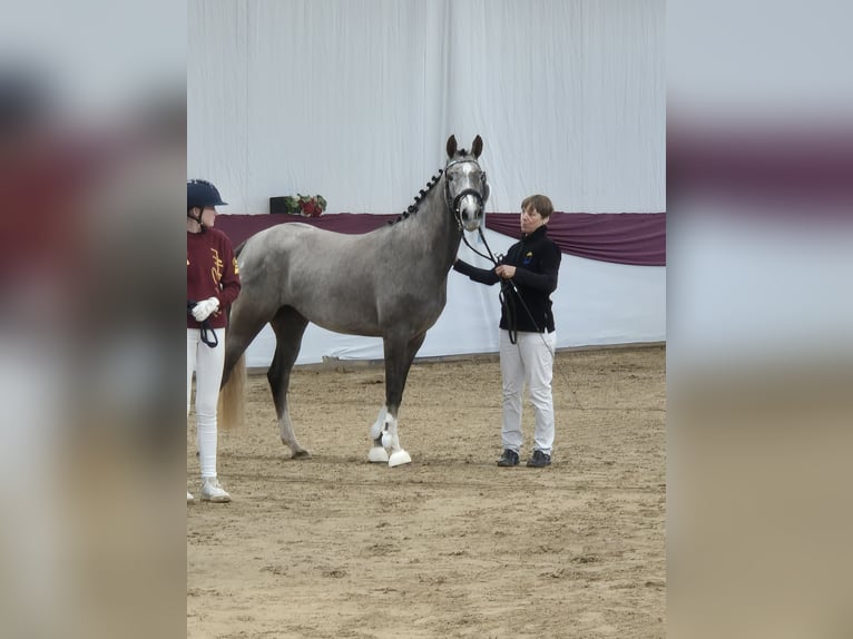 German Riding Pony Mare 3 years 14,2 hh Gray in Wald