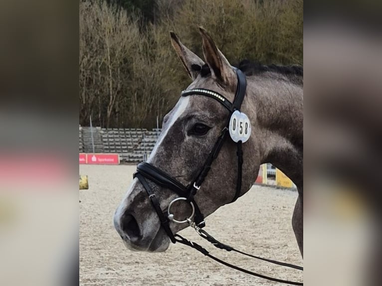 German Riding Pony Mare 3 years 14,2 hh Gray in Wald