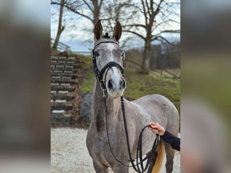 German Riding Pony Mare 3 years 14,2 hh Gray in Wald