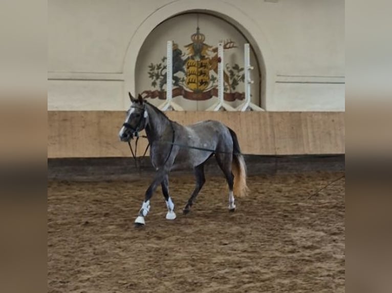 German Riding Pony Mare 3 years 14,2 hh Grey in Wald