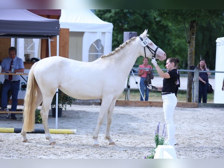 German Riding Pony Mare 3 years 14,2 hh Perlino in Sonnenb&#xFC;hl