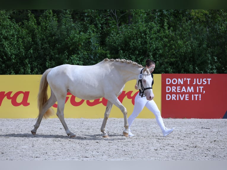 German Riding Pony Mare 3 years 14,2 hh Perlino in Sonnenb&#xFC;hl