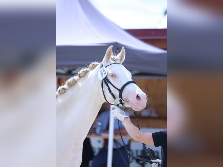 German Riding Pony Mare 3 years 14,2 hh Perlino in Sonnenb&#xFC;hl