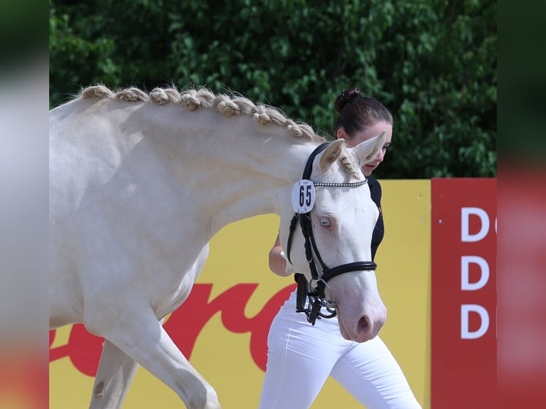 German Riding Pony Mare 3 years 14,2 hh Perlino in Sonnenb&#xFC;hl