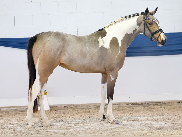 German Riding Pony Mare 3 years 14,2 hh Pinto in Marsberg