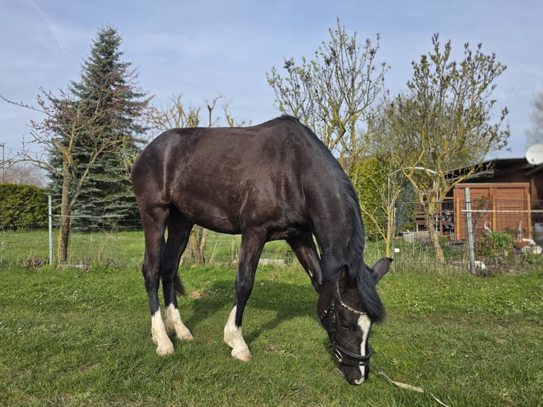 German Riding Pony Mare 3 years 14,2 hh Smoky-Black in Einhausen