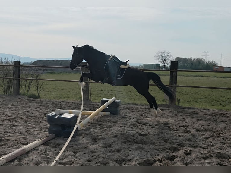German Riding Pony Mare 3 years 14,2 hh Smoky-Black in Einhausen