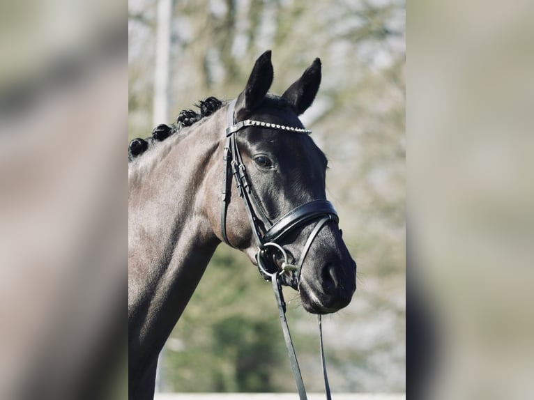 German Riding Pony Mare 3 years 14,3 hh Black in Dorsten