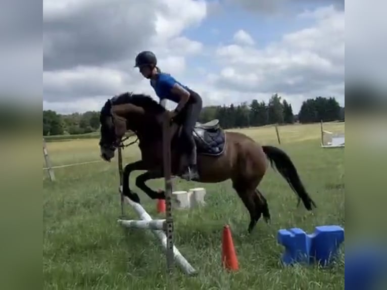 German Riding Pony Mare 3 years 14,3 hh Brown in Visselh&#xF6;vede