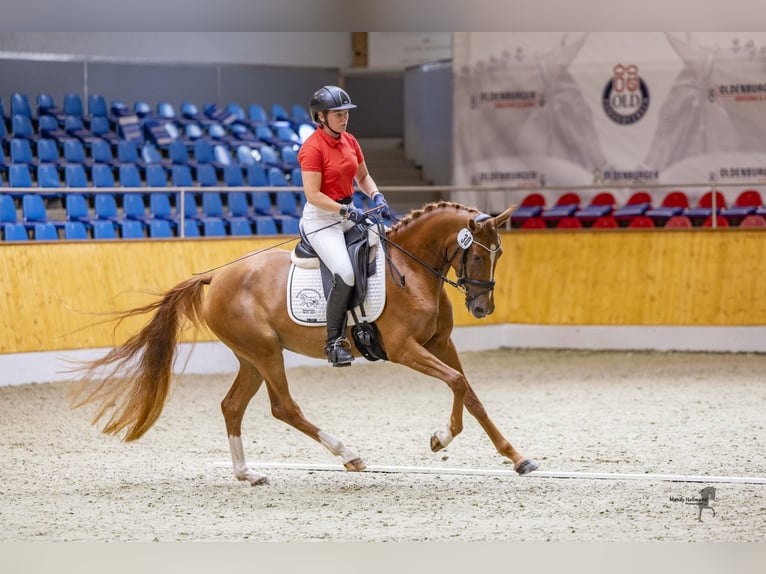 German Riding Pony Mare 3 years 14,3 hh Chestnut-Red in Esens