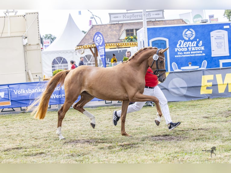 German Riding Pony Mare 3 years 14,3 hh Chestnut-Red in Esens