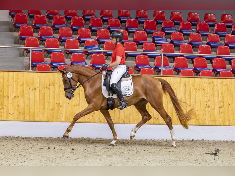 German Riding Pony Mare 3 years 14,3 hh Chestnut-Red in Esens