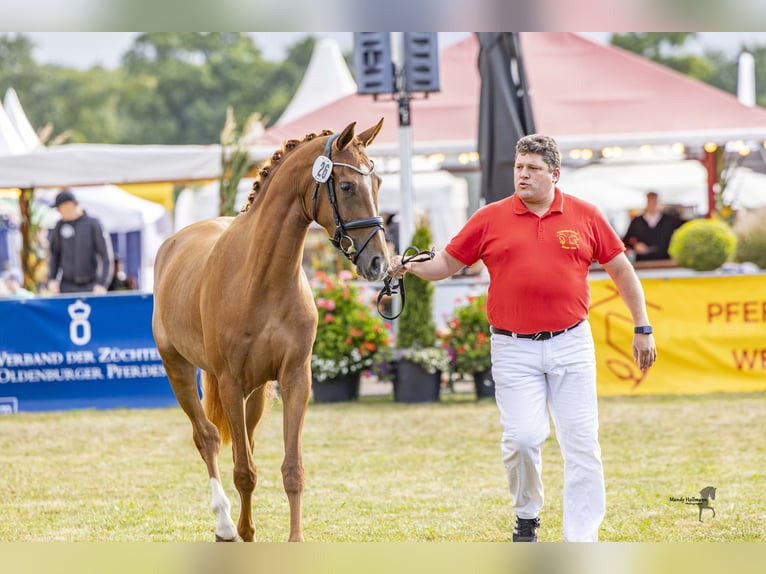 German Riding Pony Mare 3 years 14,3 hh Chestnut-Red in Esens