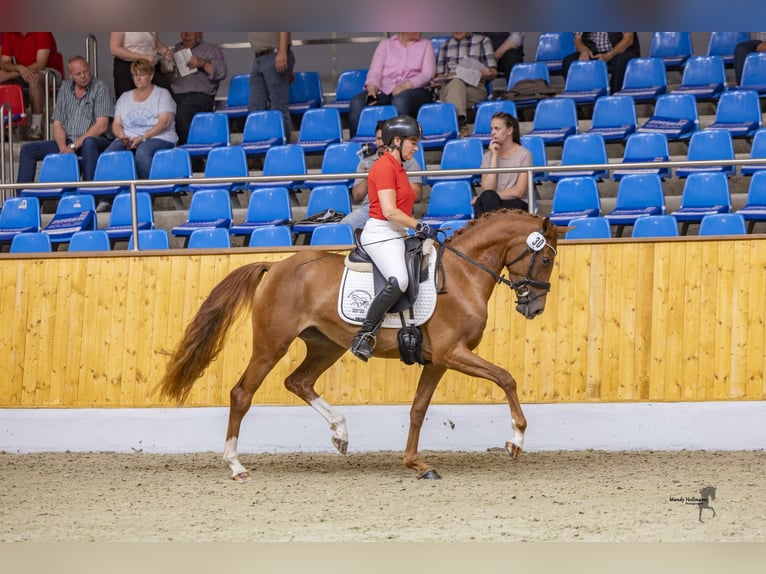 German Riding Pony Mare 3 years 14,3 hh Chestnut-Red in Esens