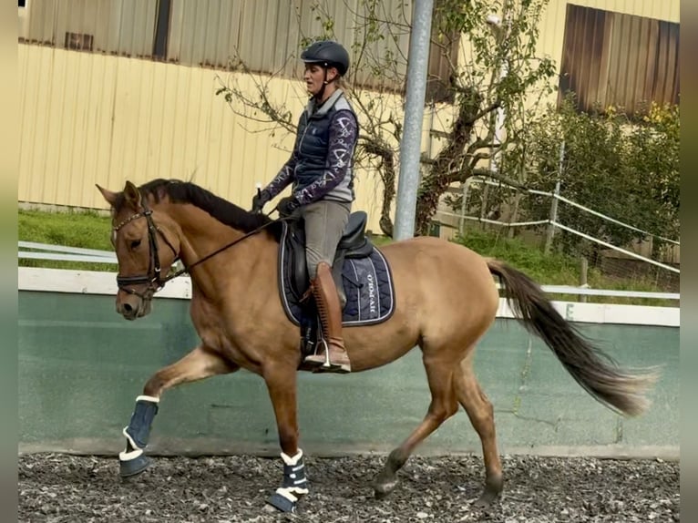 German Riding Pony Mare 3 years 14,3 hh Dun in Kraichtal
